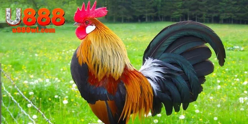 Những từ ngữ chuyên ngành huấn luyện và chăm sóc chiến kê